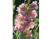 ������������ ���������.JPG