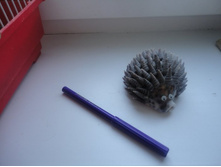 ���� (2).JPG