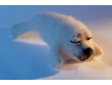 ��������-���� - �������