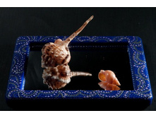 ������� �����