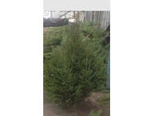 ��� ��������, ��������