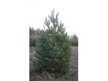 ��� ��������, ��������