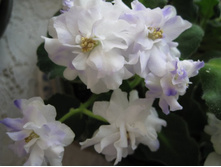 ����� �������