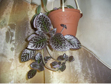 ������� �������� �.