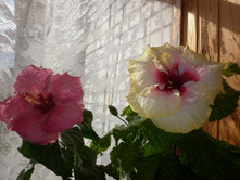 Amy Lynn - Elegant Lady