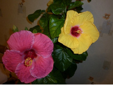 Daisy Mae - Amy Lynn