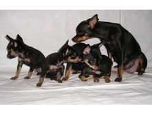 ������� ���� �� ������ �������.jpg