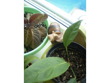 ������....