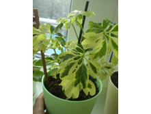 ������� ������