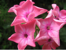 ����� �������� �������