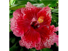 Early Morning (���� ����)