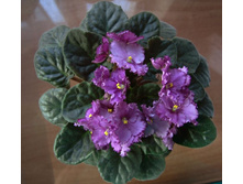 ������� ����� (�.�. � �.�. ������).jpg