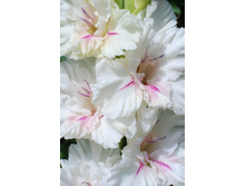 ������� ���� 41.jpg