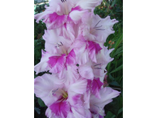 ������ 39.jpg