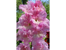 ������ ��������  43,0.jpg