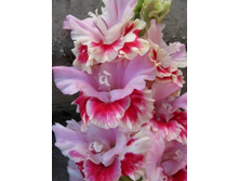 ������ ����� 43.jpg