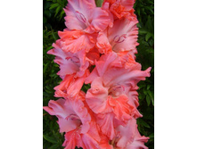 ����� 40,5.jpg