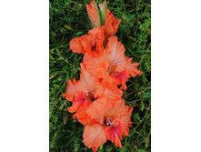 ��������� ����� 36.jpg