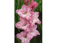 ������ ������� 28.jpg