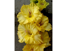 ���������  39,5.jpg