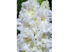 ������ ������������  42,5.jpg