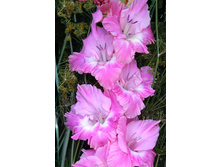 ��������� ��������� 27.jpg