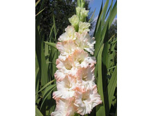 ������� ��������� 25.jpg