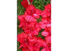 ���� ������ 36,5.jpg