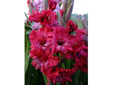 �������  31,5.jpg