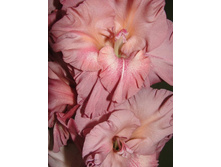 ����������� 30.jpg