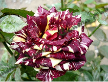 ����-�������  140���..jpg