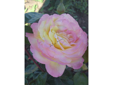 ������ ���.jpg