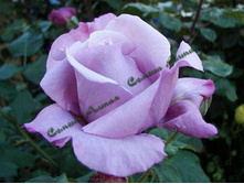 ������� ���.jpg