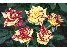 ���������� (����������).jpg