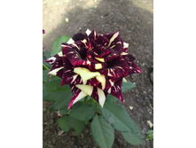 �����-����� (����������).jpg