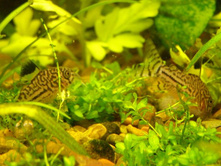 ��������� �����