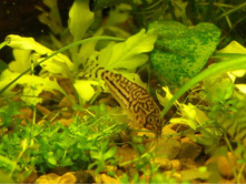 ��������� �����