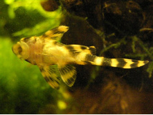 �������� L-080