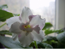 ��-��������� �����