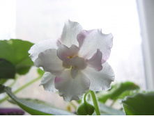 ��-��������� �����