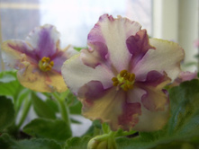 ������������ ������