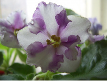 ������������ ������