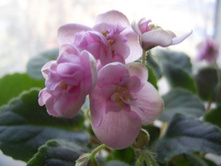 ��������������� �������