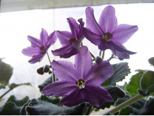 Bob s Omega-���� �����