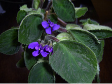 Blutail Fly-������� ���