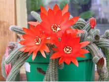 Chamaecereus silvestrii