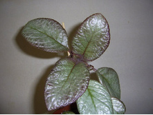 ������� ��� ���� � ��������-50