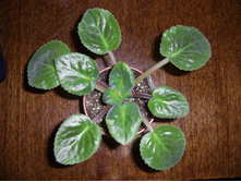 ��-������ �������-70