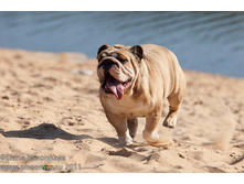 ���� �������� 004.jpg