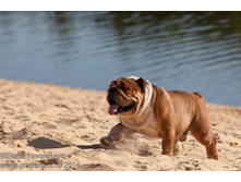 ���� �������� 006.jpg